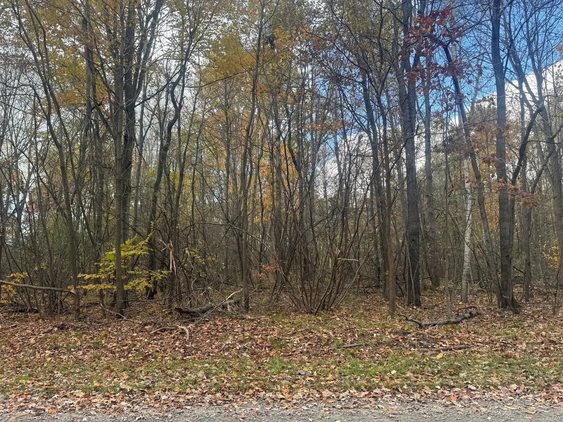 Woodland cleared of brush with autumn color in the canopy