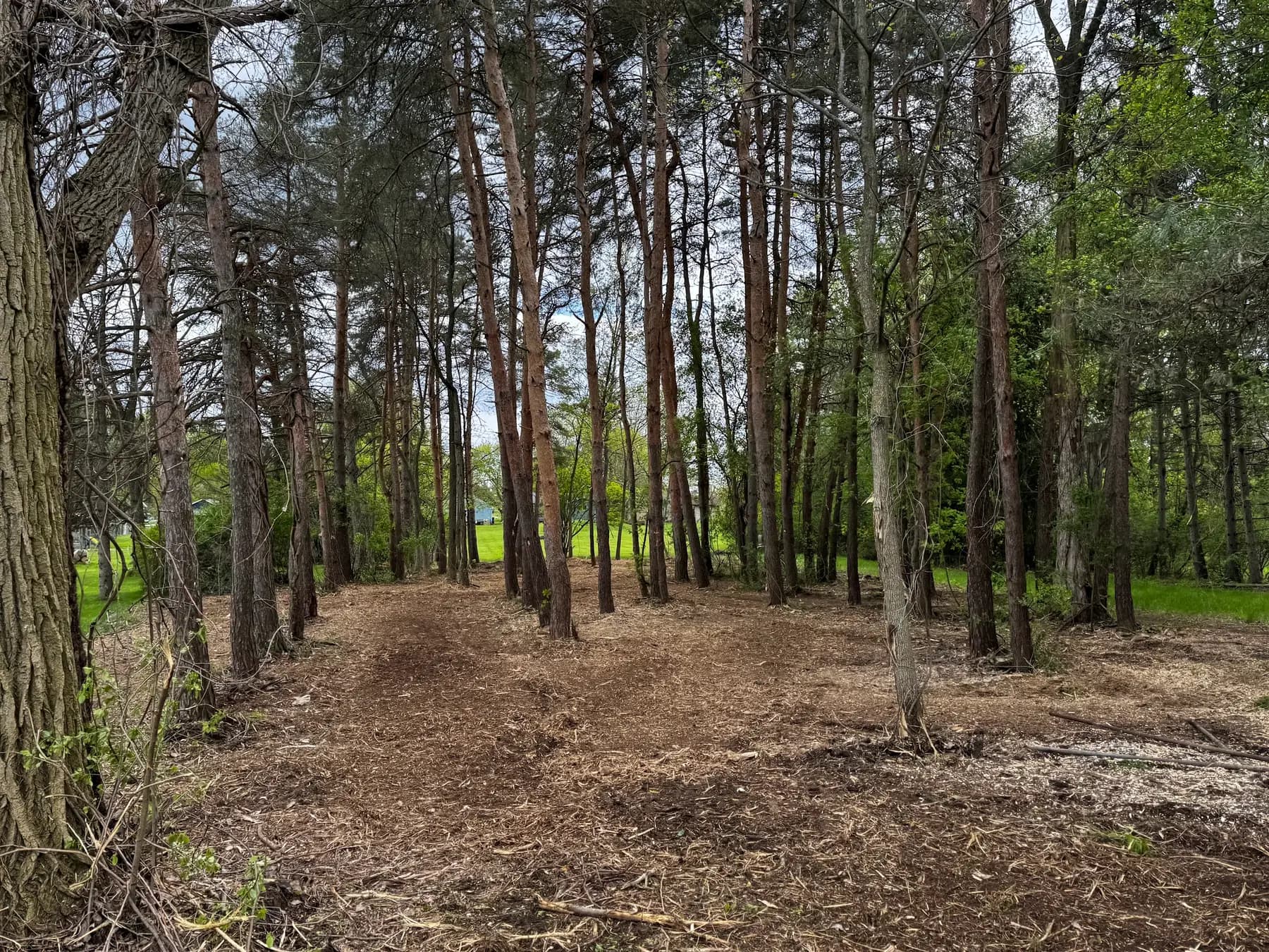 Cleared understory in a stand of pines and hardwoods