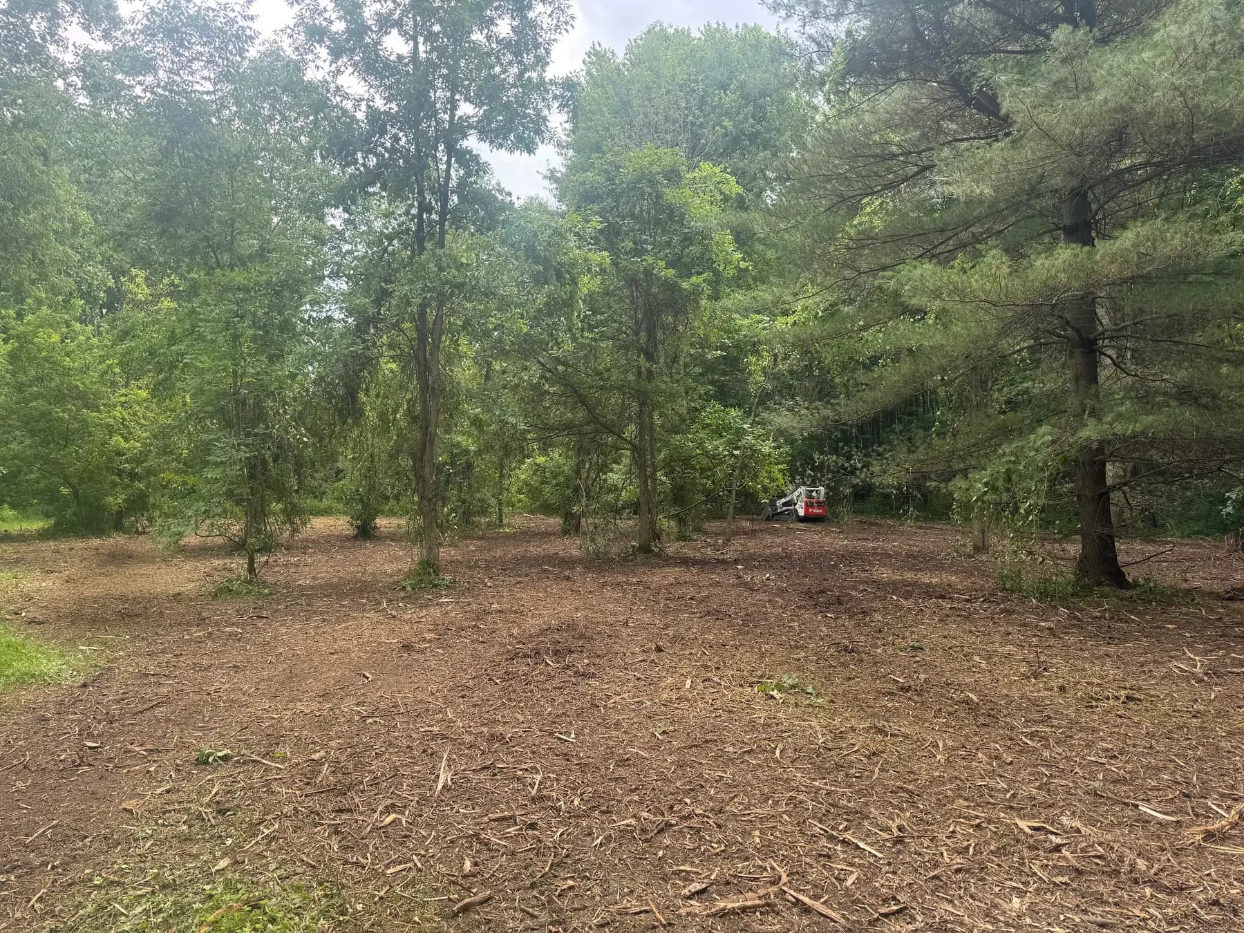 Open, walkable woods after the underbrush was mulched
