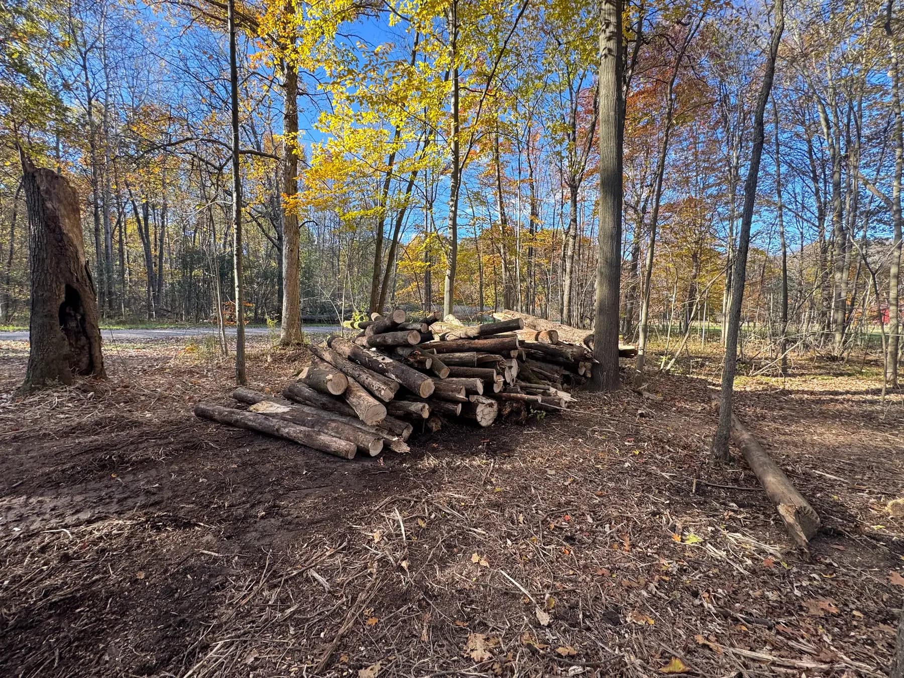 Logs stacked at the edge of a cleared lot
