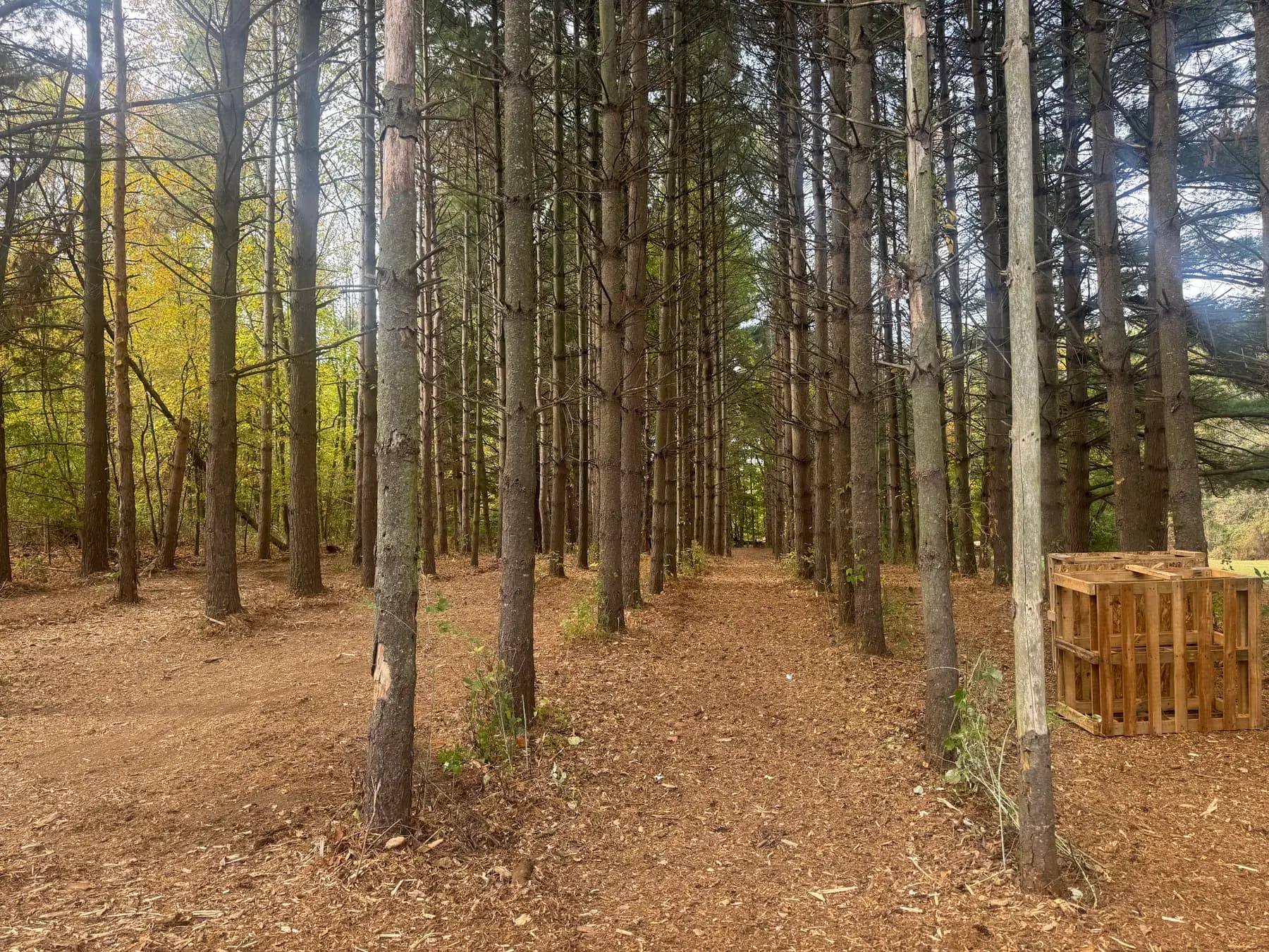 Mulched floor of a pine plantation after forestry mulching