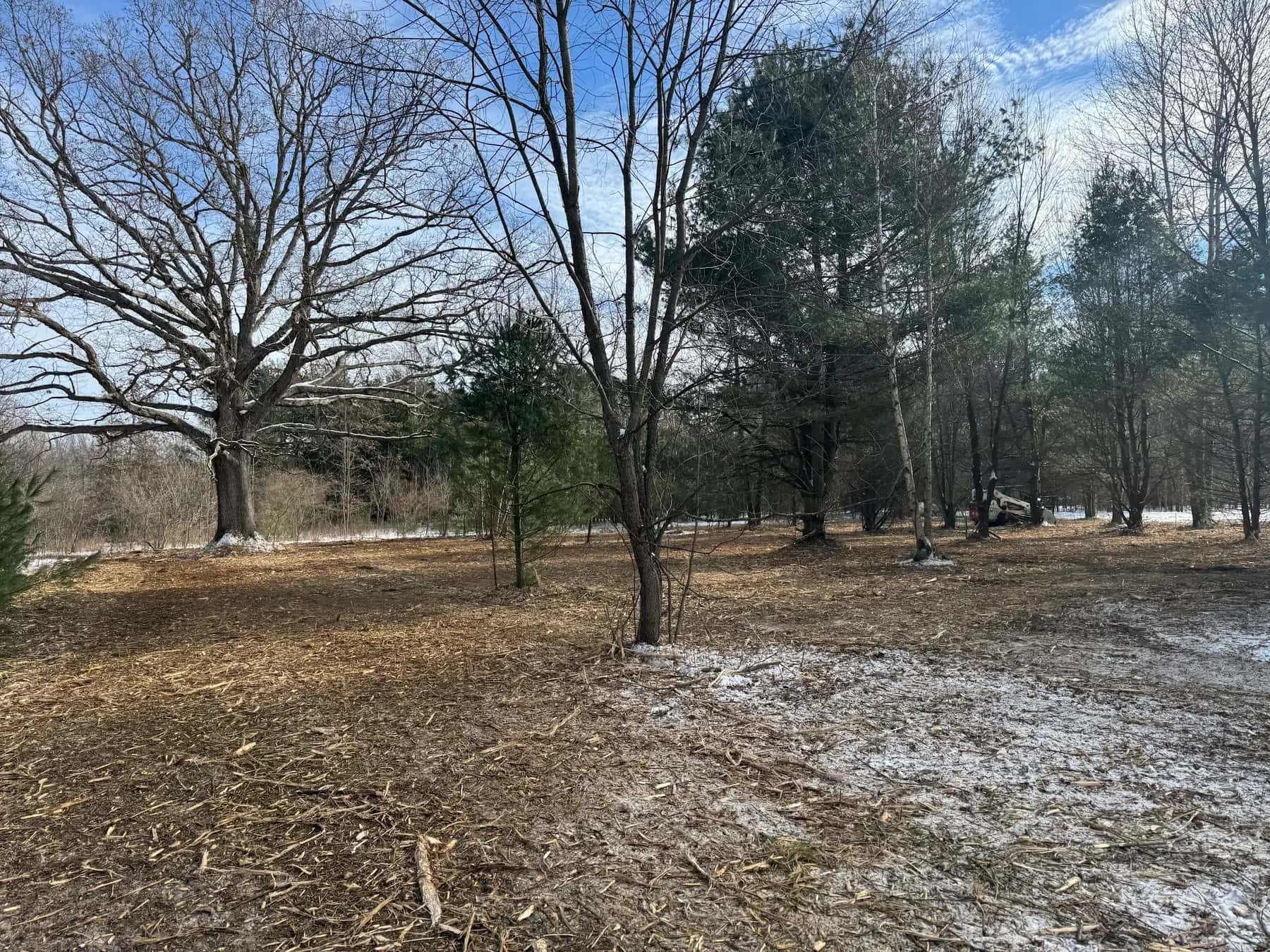 Underbrush cleared beneath mature trees, leaving an open, walkable woods