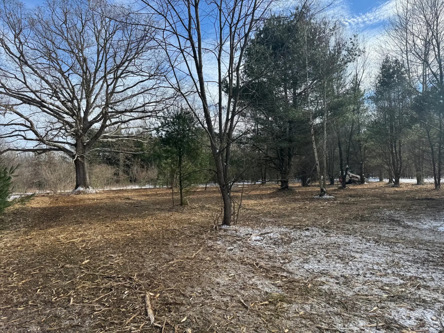 Underbrush cleared beneath mature trees, leaving an open, walkable woods